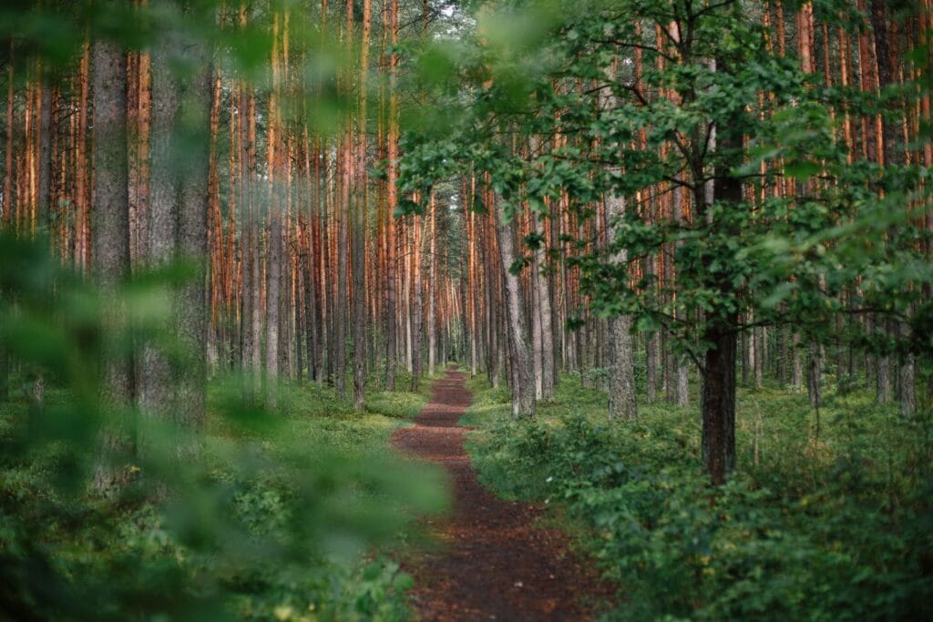 Photo by Ugne Vasyliute green forest during daytime