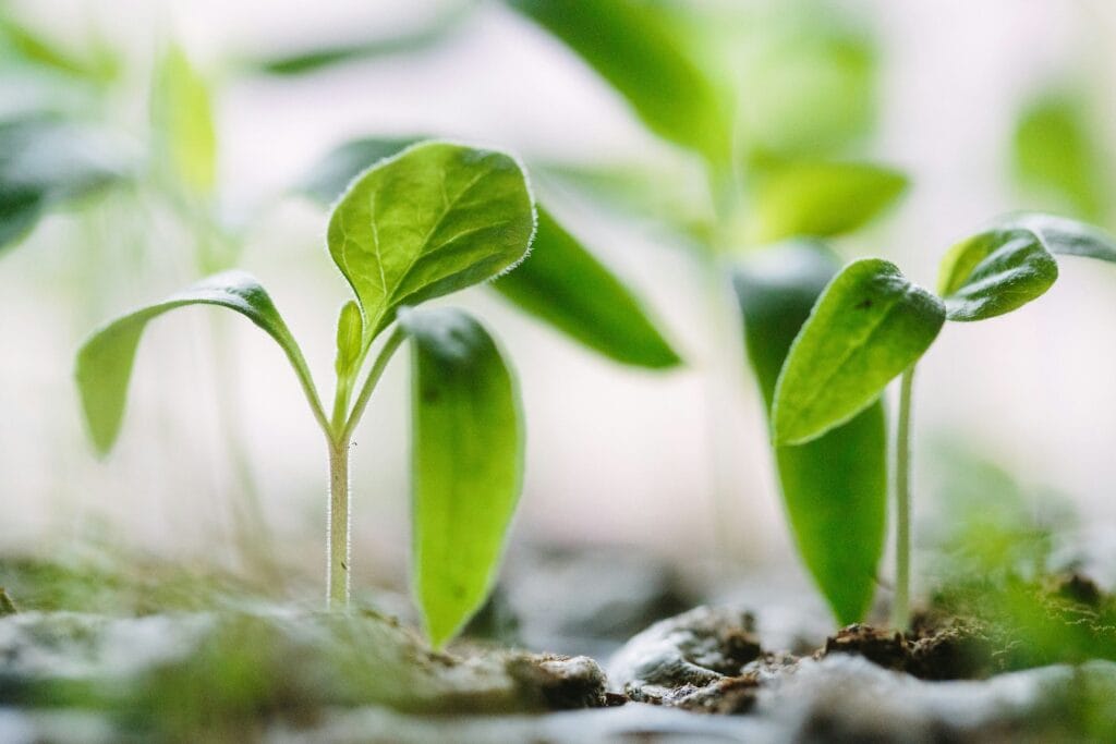 Photo by Francesco Gallarotti green plants on soil