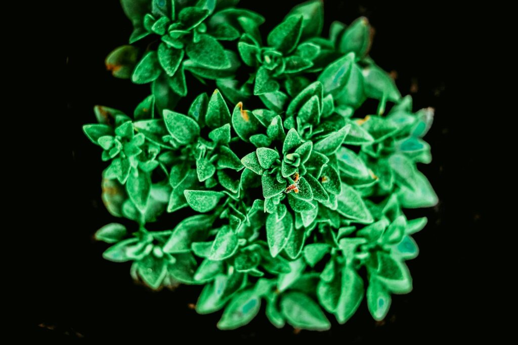 Photo by rashid khreiss green plant in black background