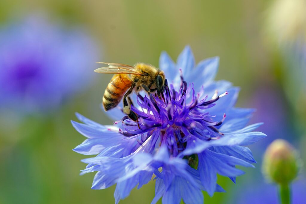 pexels-photo-17279096-17279096 Close-up of a honeybee pollinating a vivid blue cornflower, capturing nature's beauty.