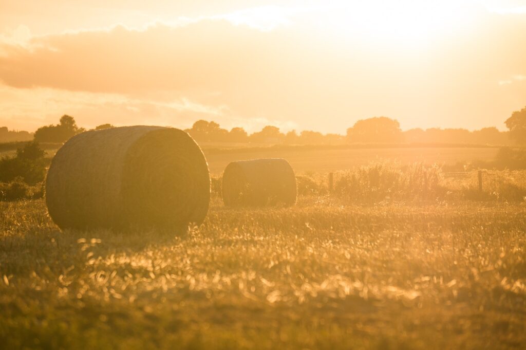 farm, field, hay, agriculture, grass, sunshine, sunrise, landscape, nature-2571298.jpg